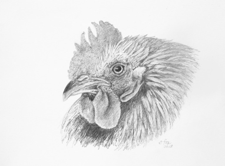 rooster