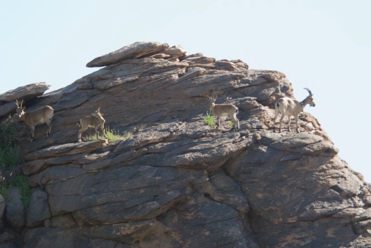 4-ibex-on-rock