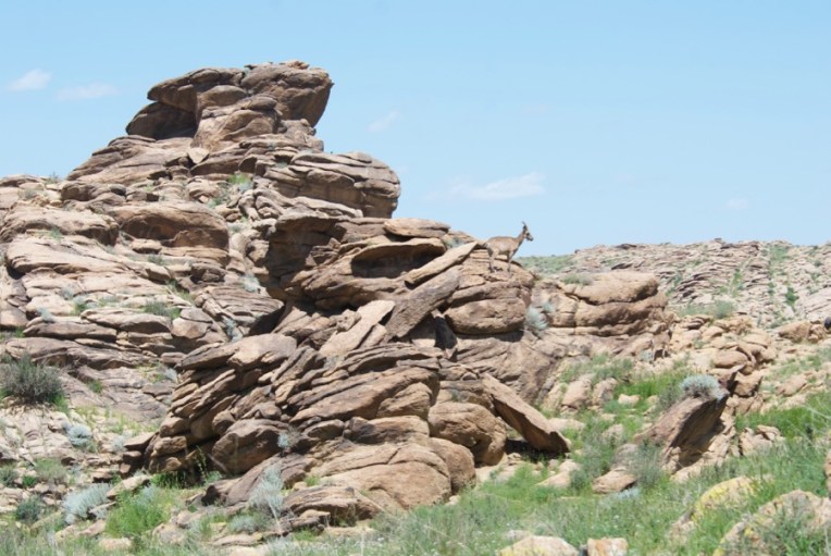 ibex-nanny-and-kid-2