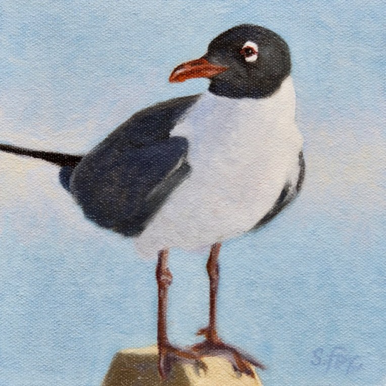 laughing-gull