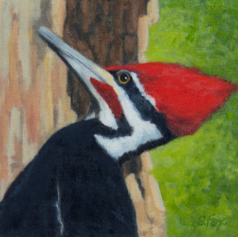 piliated-woodpecker