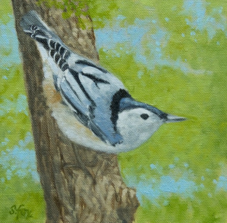 white-breasted-nuthatch-2