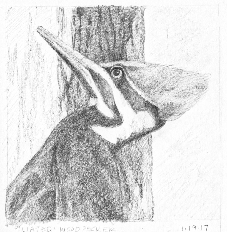 woodpecker