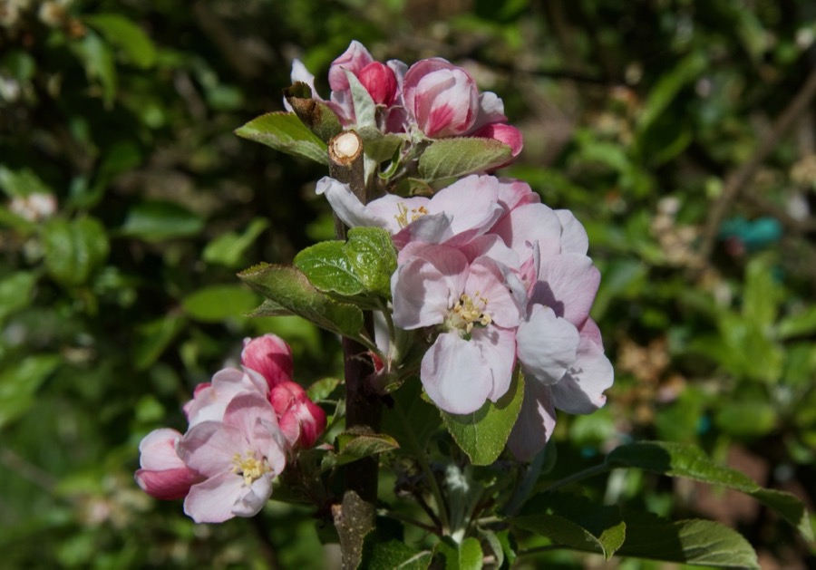 apple blossom