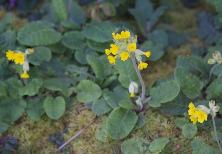 cowslips