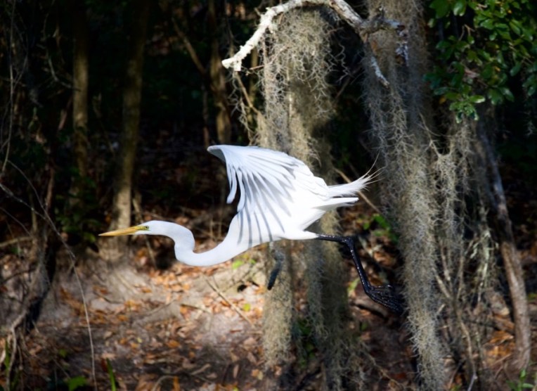 egret 2