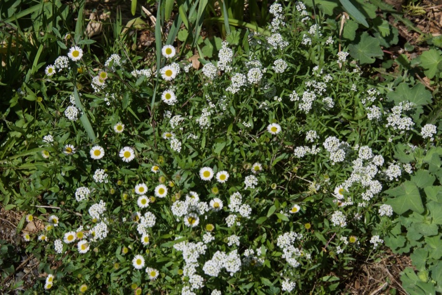 fleabane, allisum