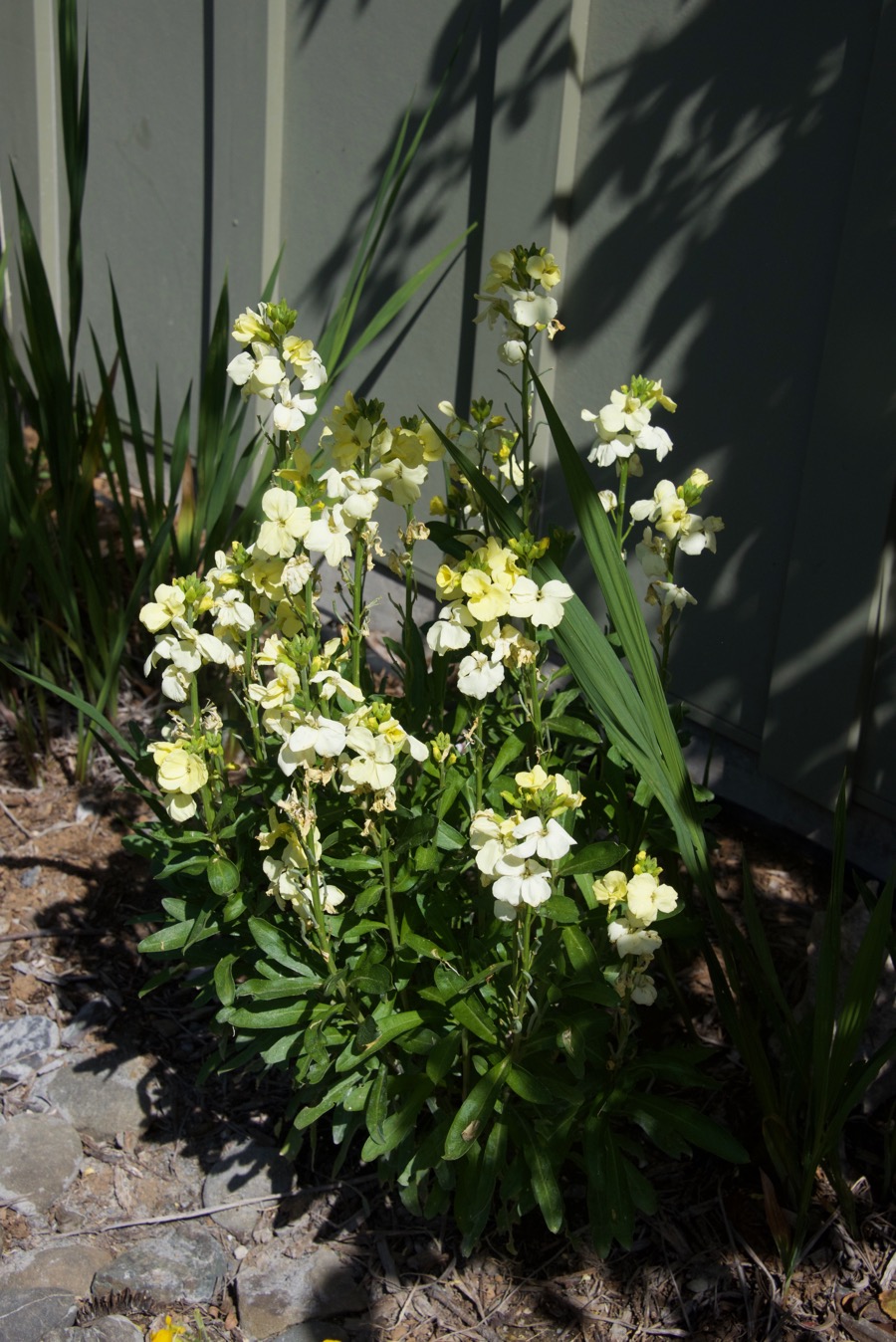 pale yellow wallflower