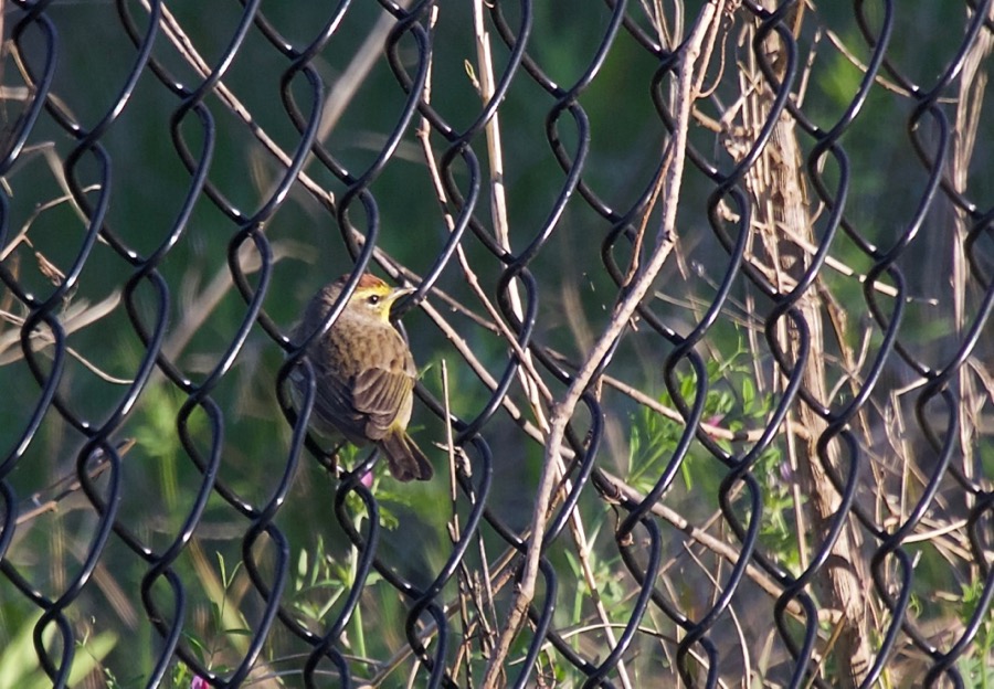 Palm warbler
