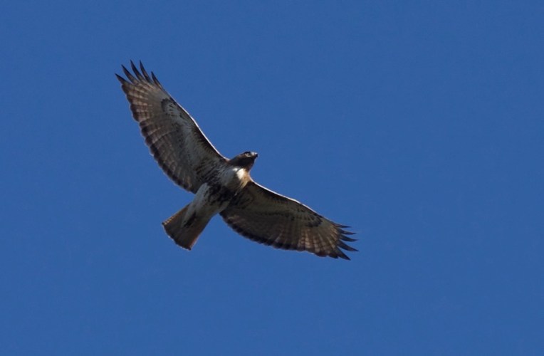 Red-tailed hawk 3