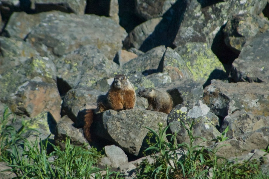 Yellowstone2005-06-23- 1