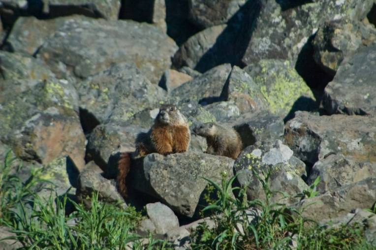 Yellowstone2005-06-23- 1