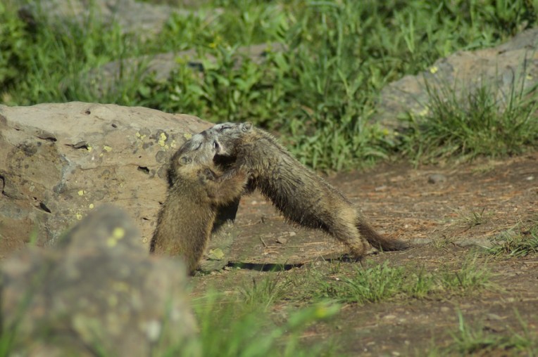 Yellowstone2005-06-23- 10
