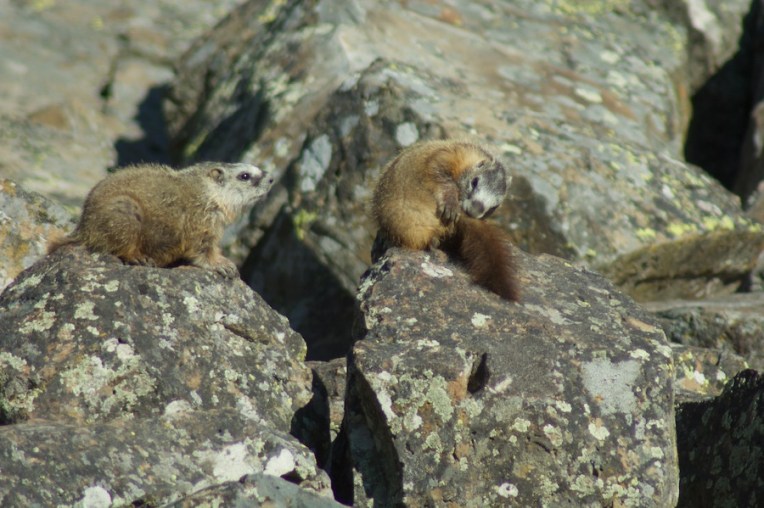 Yellowstone2005-06-23- 11