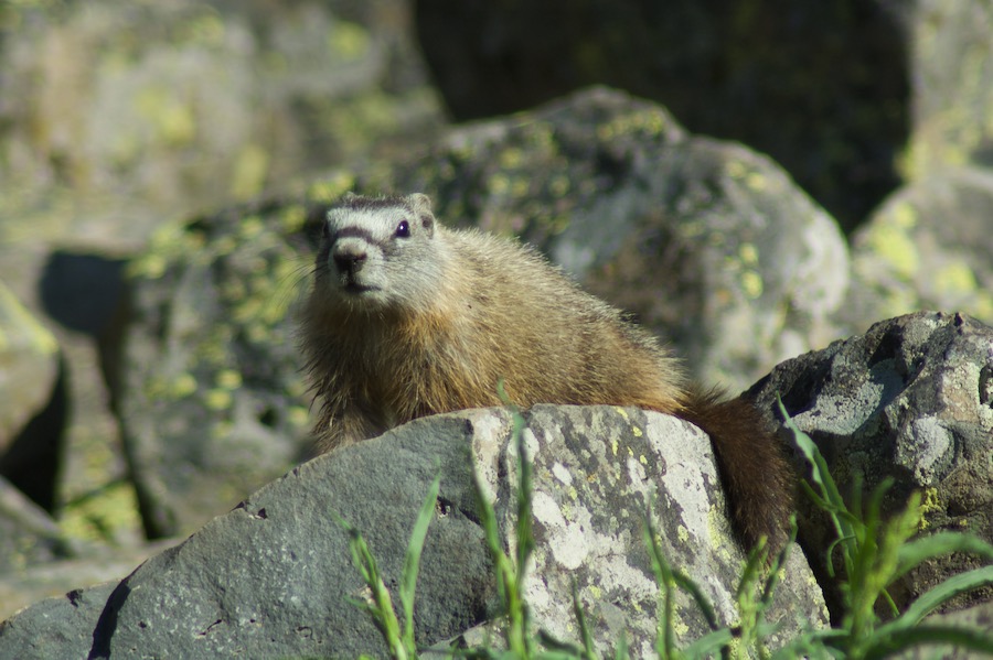 Yellowstone2005-06-23- 12