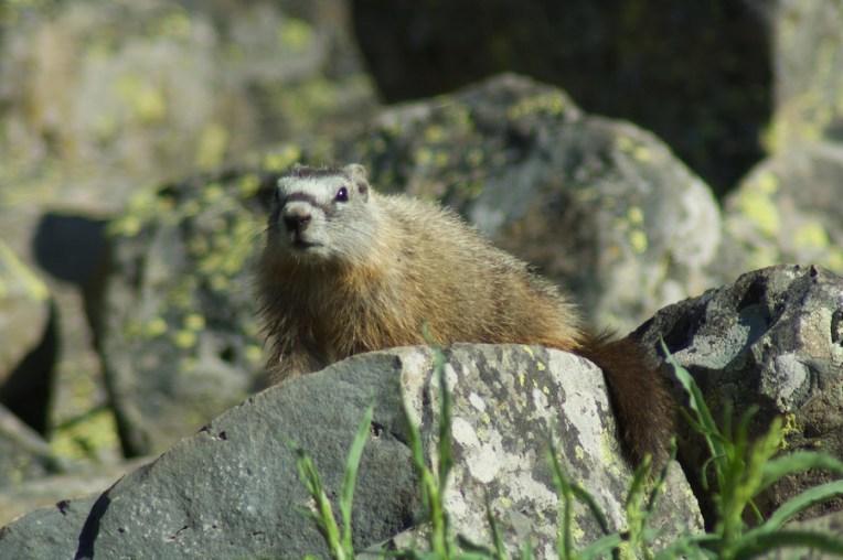 Yellowstone2005-06-23- 12