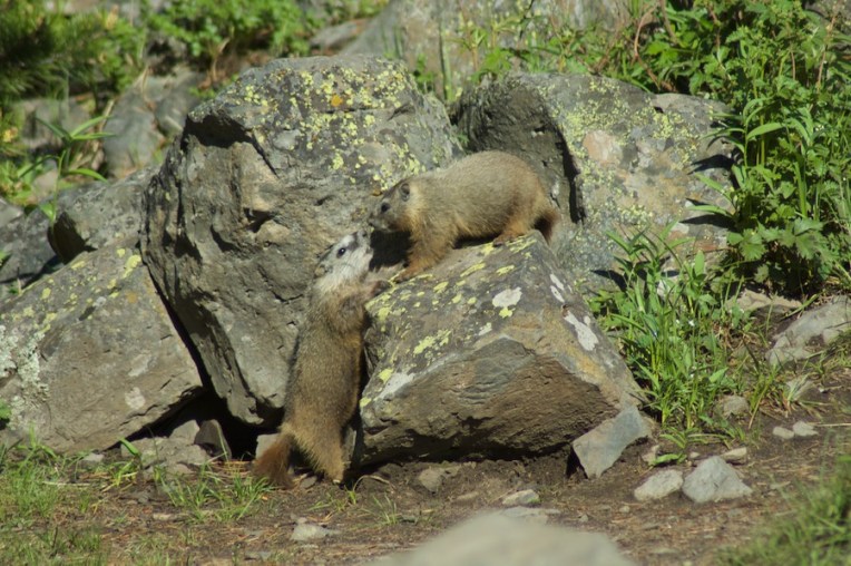 Yellowstone2005-06-23-14