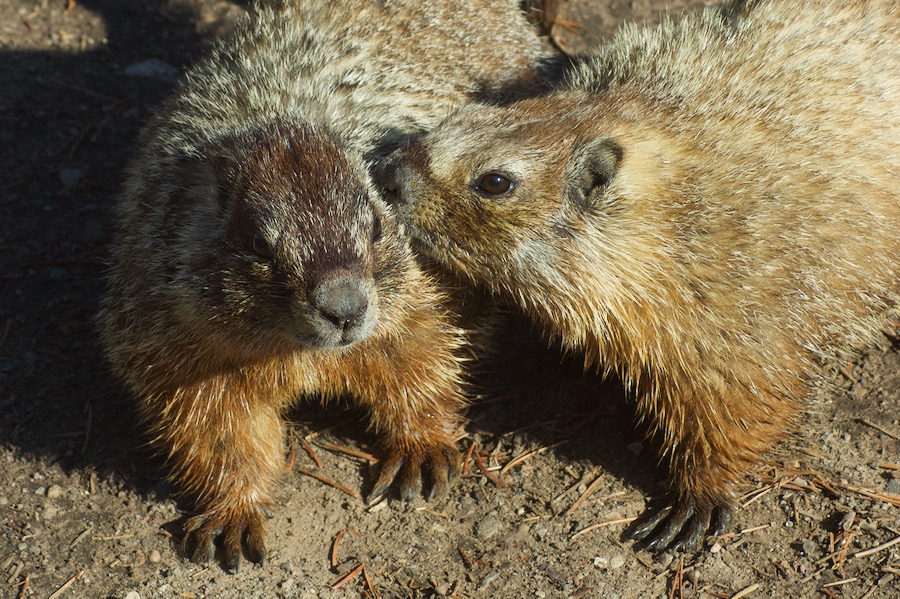 Yellowstone2005-06-23- 15