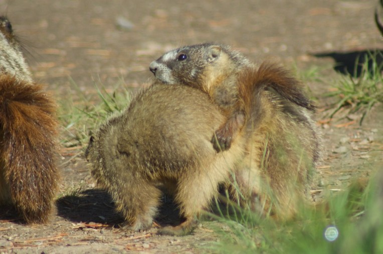 Yellowstone2005-06-23- 3