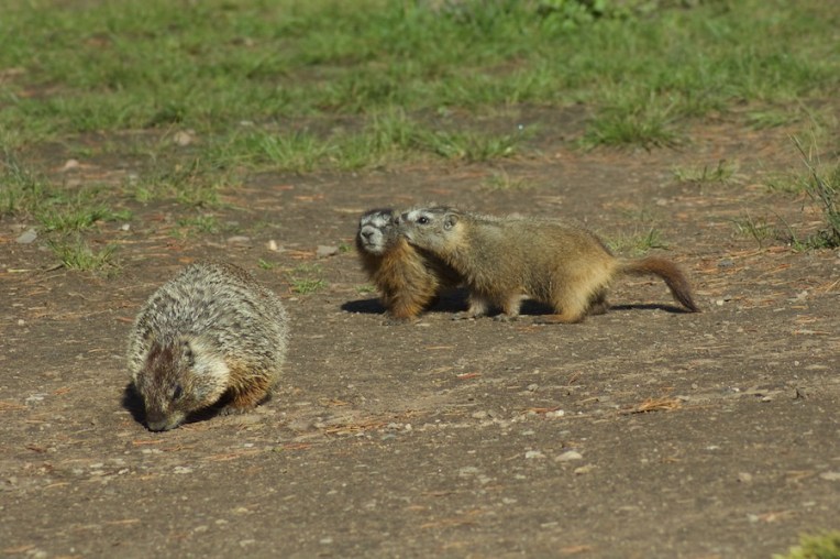 Yellowstone2005-06-23- 5