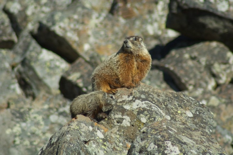 Yellowstone2005-06-23- 6
