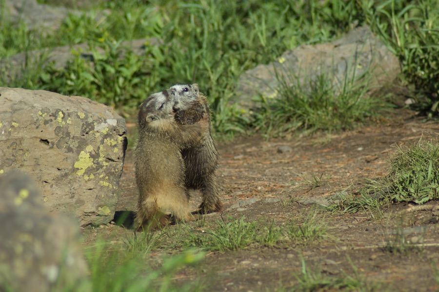 Yellowstone2005-06-23- 8