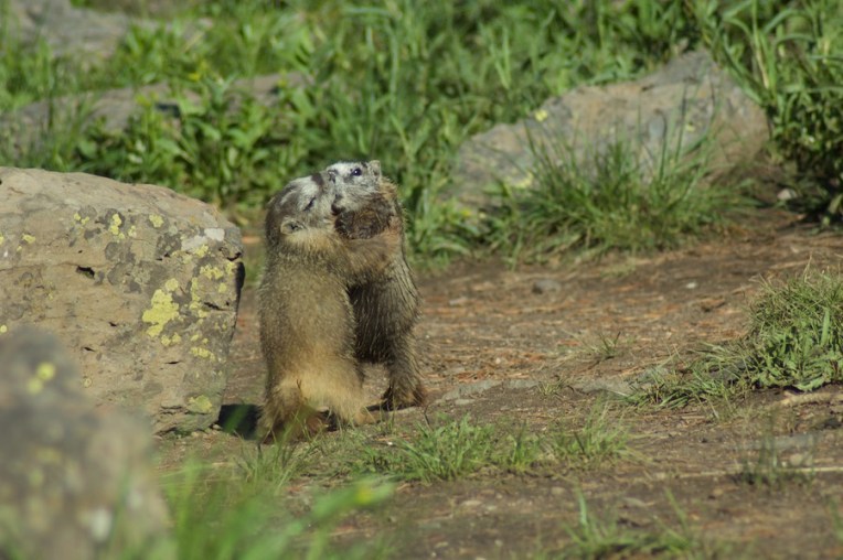 Yellowstone2005-06-23- 8