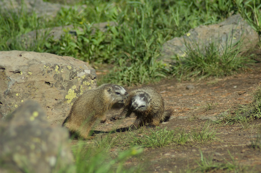 Yellowstone2005-06-23- 9