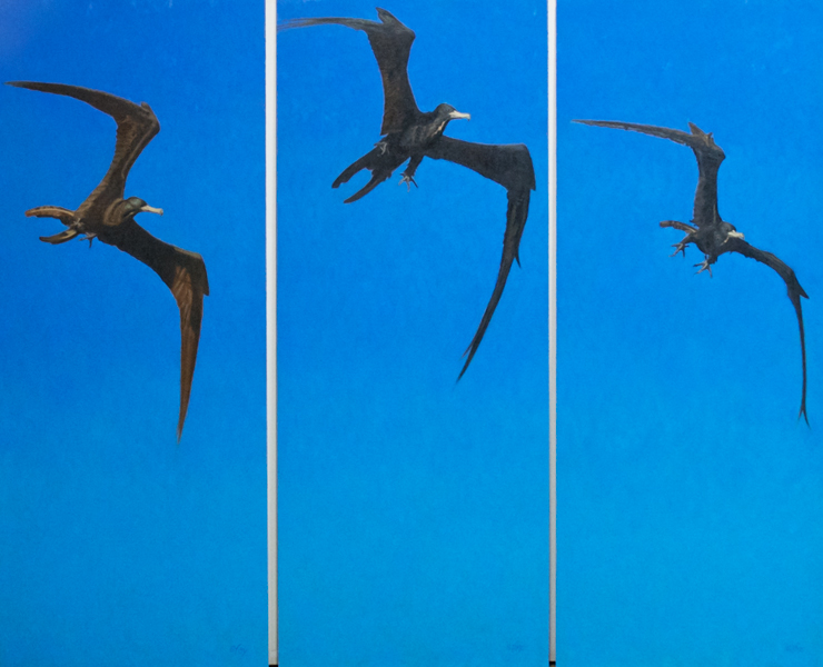 Frigate-bird-triptych