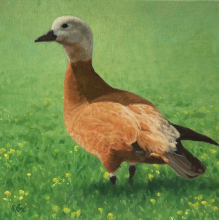 ruddy shelduck