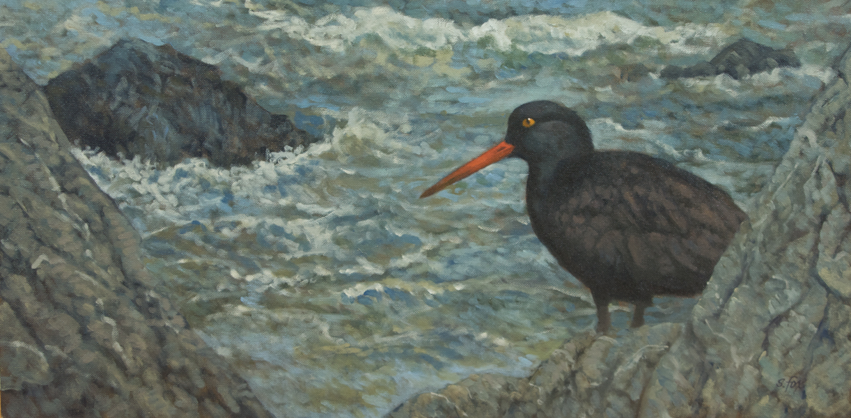 Black-Oystercatcher
