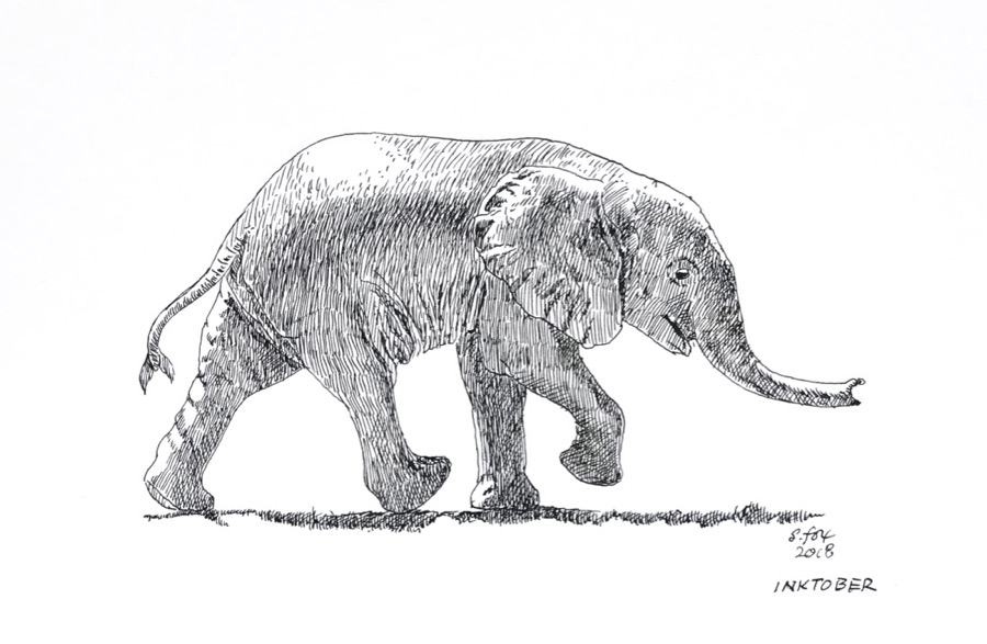Inktober 11- Baby African elephant