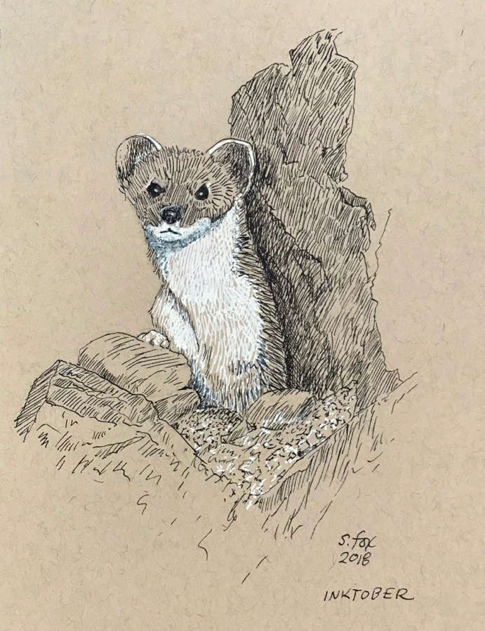 Inktober 12- White-tailed Stoat