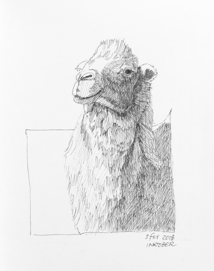 Inktober 6- Bactrian camel