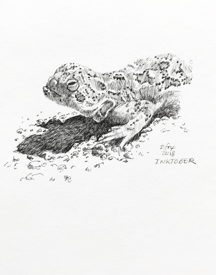 Inktober 7- Mongolian agama lizard