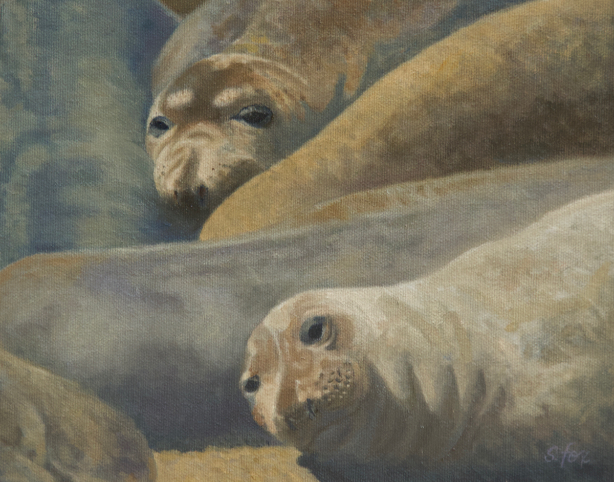 Elephant Seals, Piedras Blancas